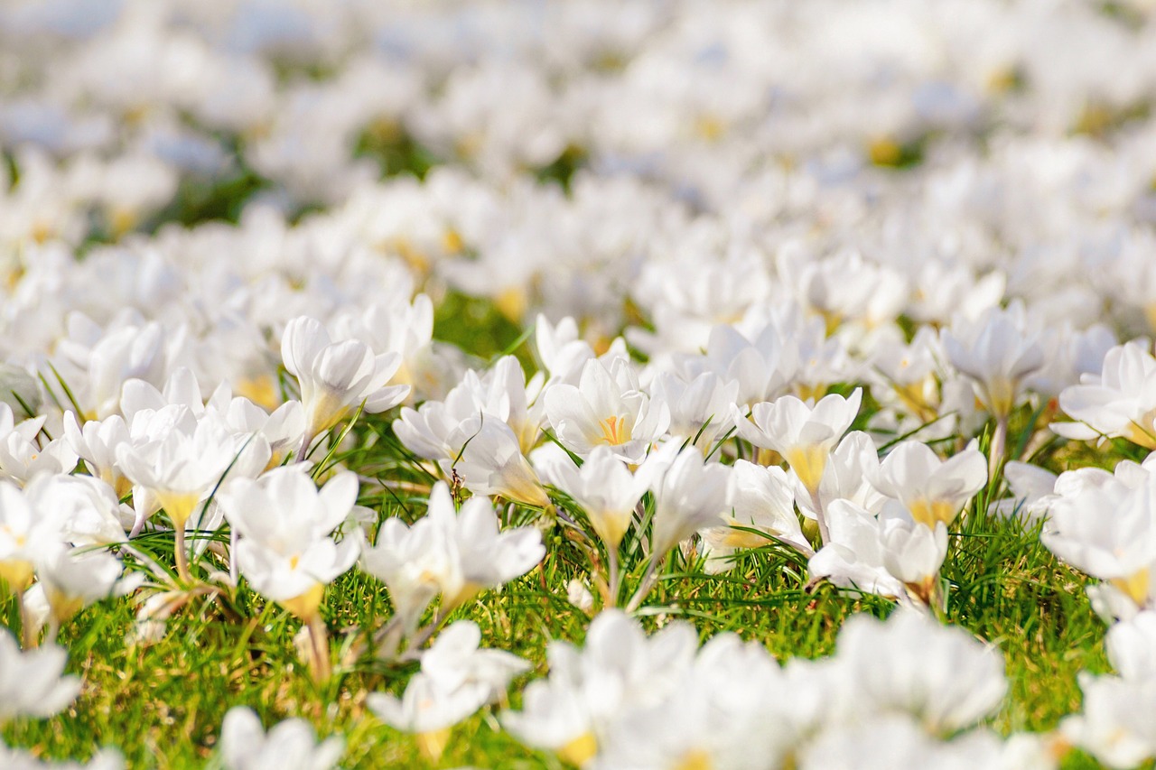 Comment avoir des fleurs toute l'année dans son jardin ?