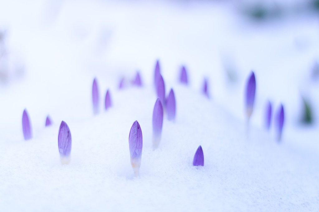 prendre soin de son jardin pour hiver