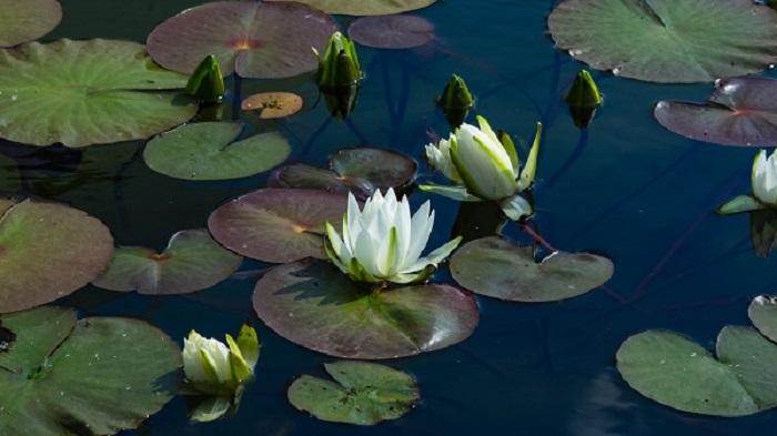 bassin de jardin