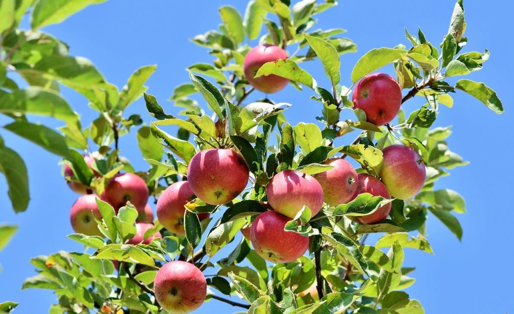 élagage d’arbre fruitier