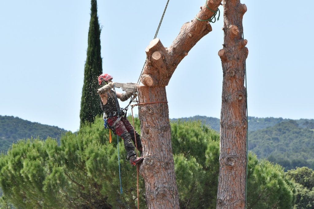 élaguer les arbres de votre jardin