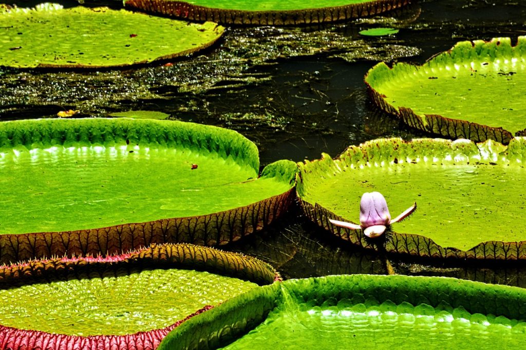 bassin de jardin naturel