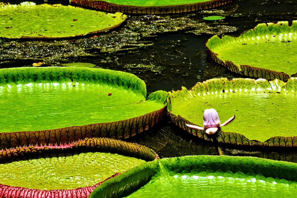 bassin de jardin naturel