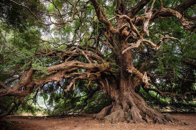 Élagage des arbres : pourquoi confier les travaux à des professionnels ?