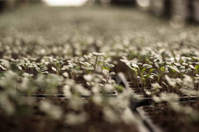 5 conseils pour démarrer un potager bio