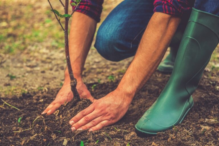 Planter un arbre dans son jardin : l’essentiel à connaître