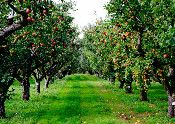 Des arbres pour aménager un grand jardin