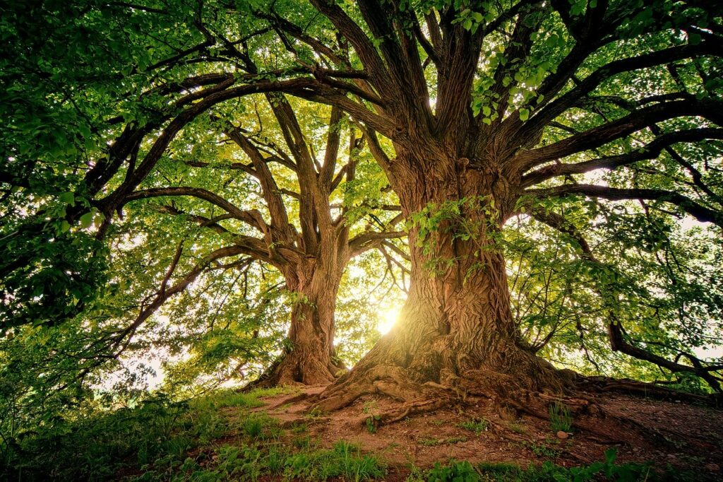 Soigner-un-arbre-malade