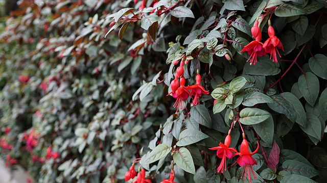 5 plantes retombantes pour mur végétal