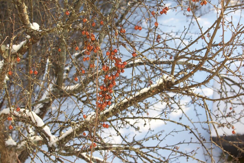 traitement hivernal des arbres fruitiers