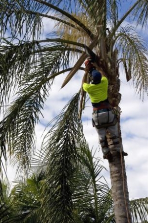 elaguer un arbre