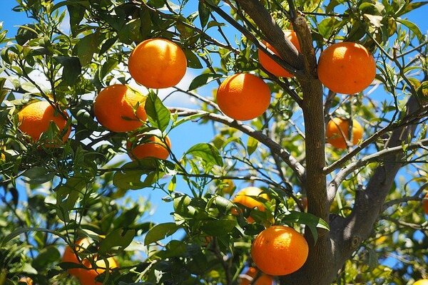 Quel arbre fruitier choisir pour votre jardin ?
