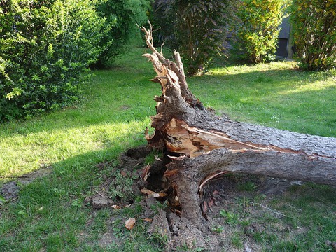 dessoucher un arbre avec un tire-fort