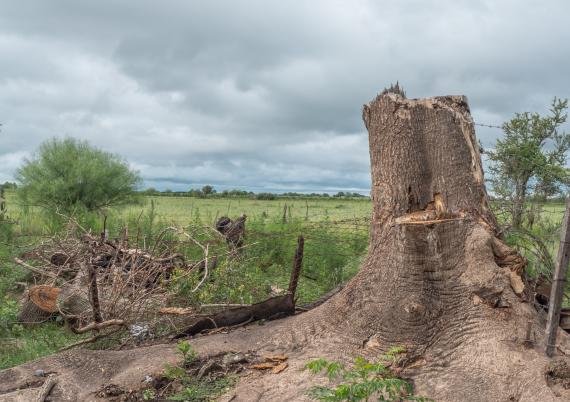 Broyer une souche d'arbre : comment procéder ?