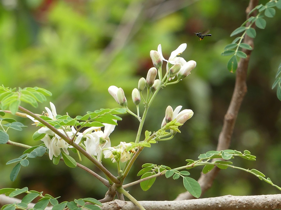 Comment planter le Moringa oleifera ?
