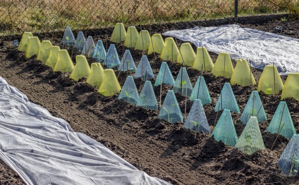 protection potager hiver