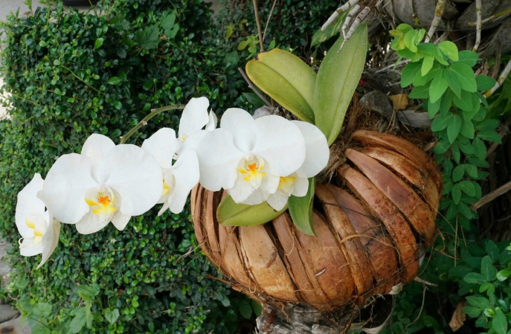 orchidée blanche suspendue sur un arbre de jardin