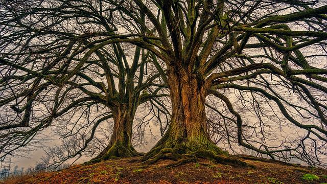 dessouchage arbre