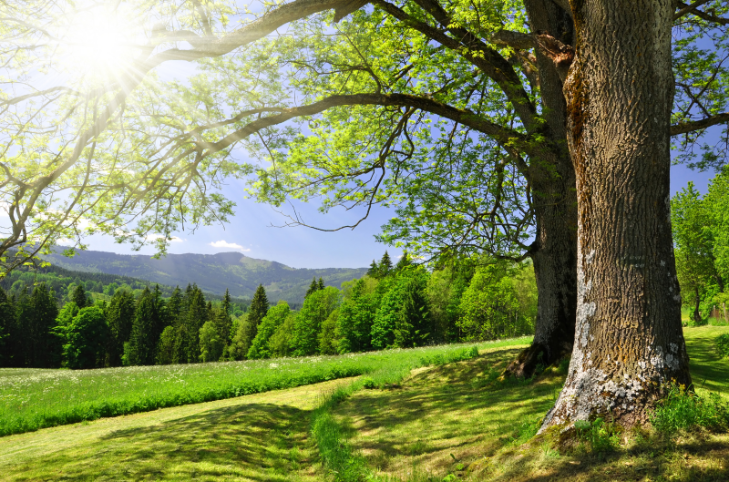 technique de la taille raisonnée des arbres