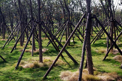 Foire aux questions sur le haubanage d'arbres