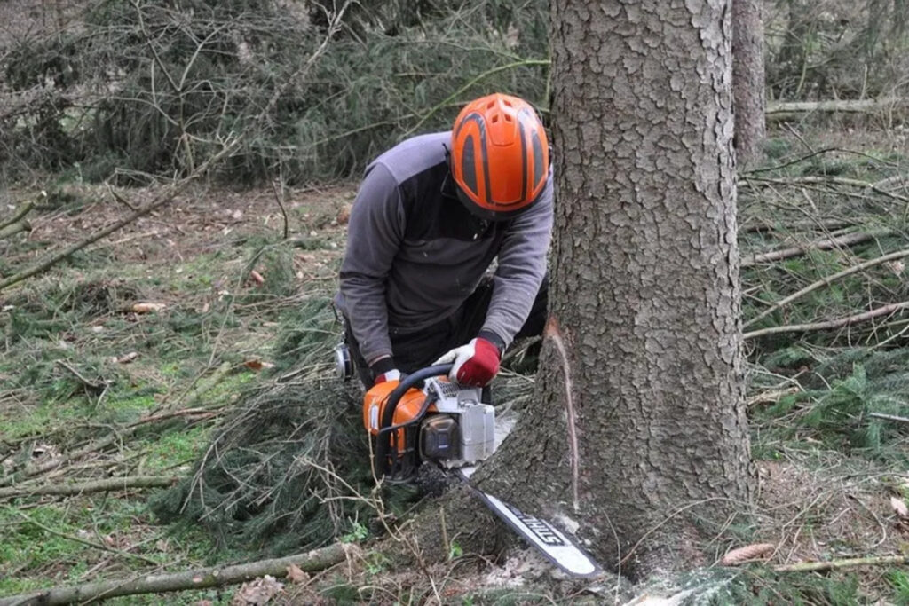 Comment abattre un arbre encroué : voici le guide !