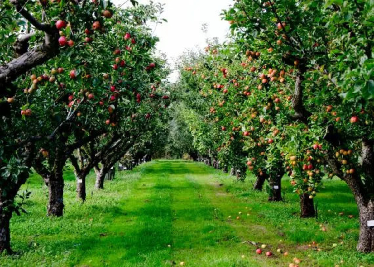 Taille des arbres fruitiers : quand, pourquoi et comment le faire ?