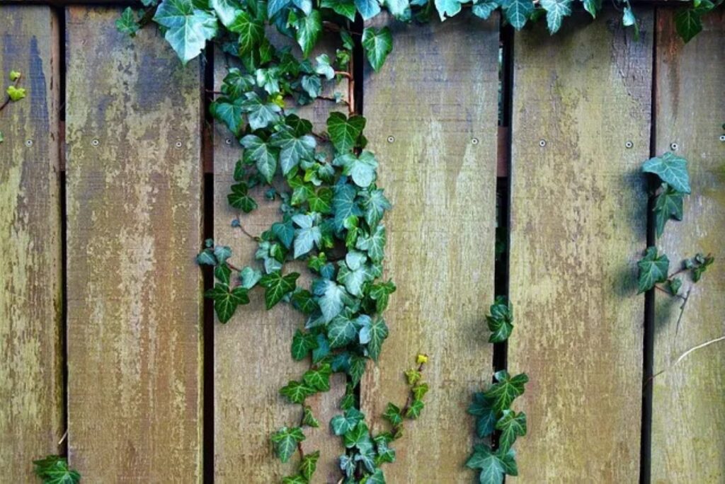 7 plantes grimpantes pour embellir votre clôture
