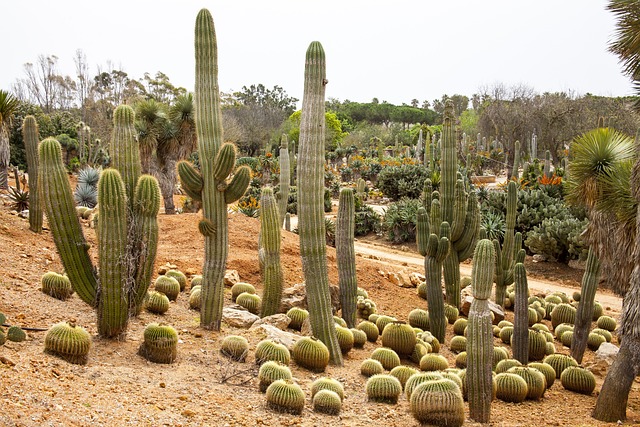 création de jardin sec