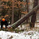 Comment abattre un arbre dans un environnement urbain dense sans perturber les activités environnantes ?