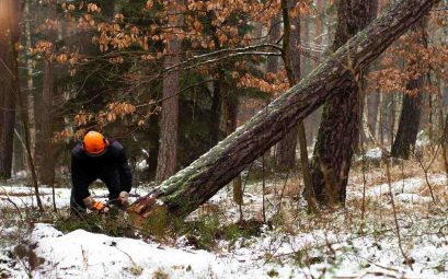 Comment abattre un arbre dans un environnement urbain dense sans perturber les activités environnantes ?