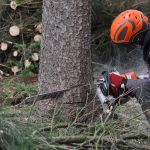 abattre un arbre
