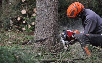 abattre un arbre