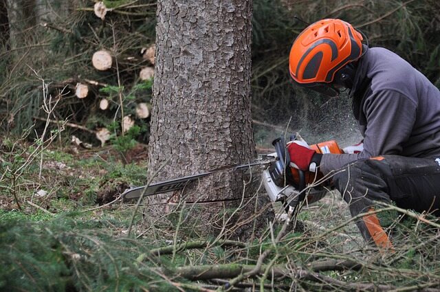 La meilleure période de l'année pour abattre un arbre