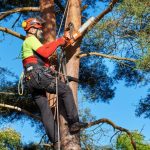 abattage d'arbre