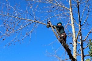 comment abattre un arbre