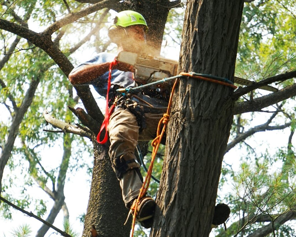 La sécurité en premier : le code d'éthique des arboristes grimpeurs