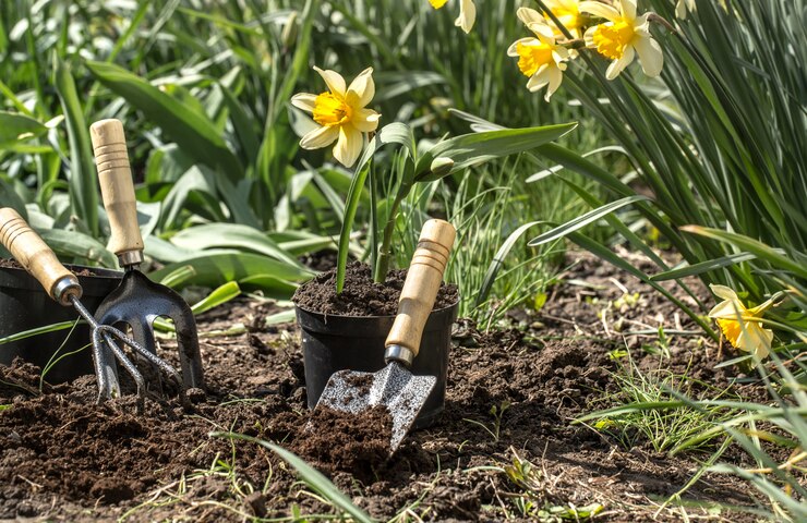 Jardin potager et gazon