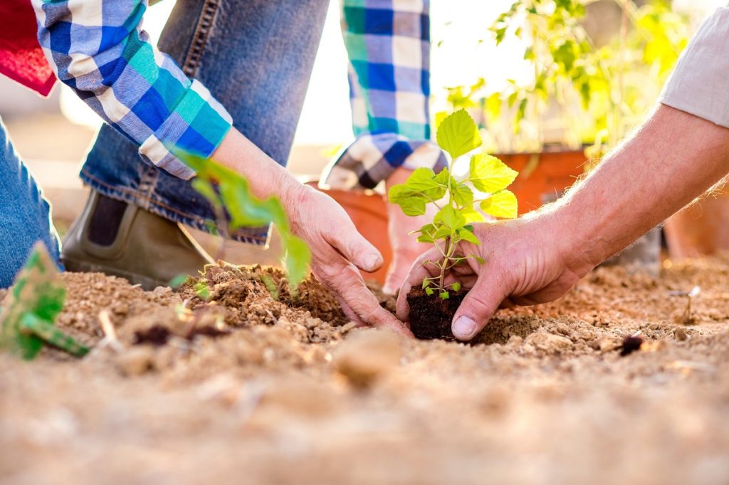 Cultiver-des-arbres-fruitiers