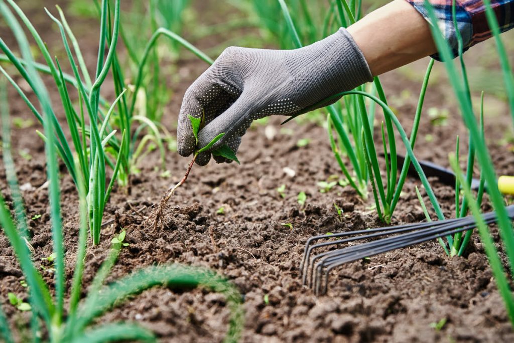 Comment se débarrasser des mauvaises herbes du potager ?