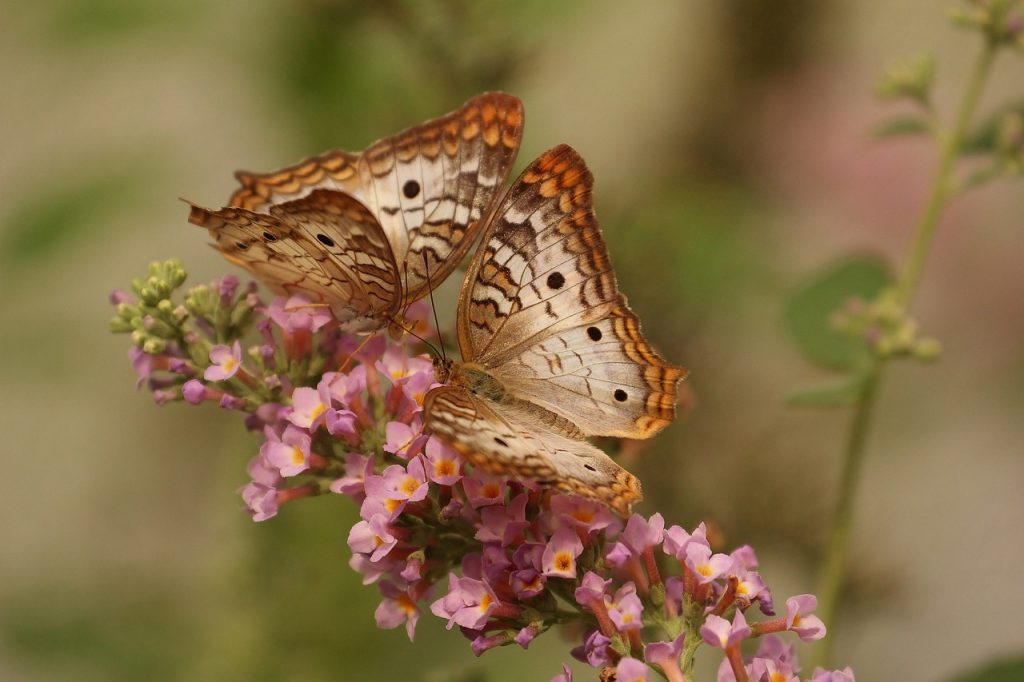 papillons