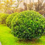 Les techniques de taille pour maintenir la santé et la forme des arbustes