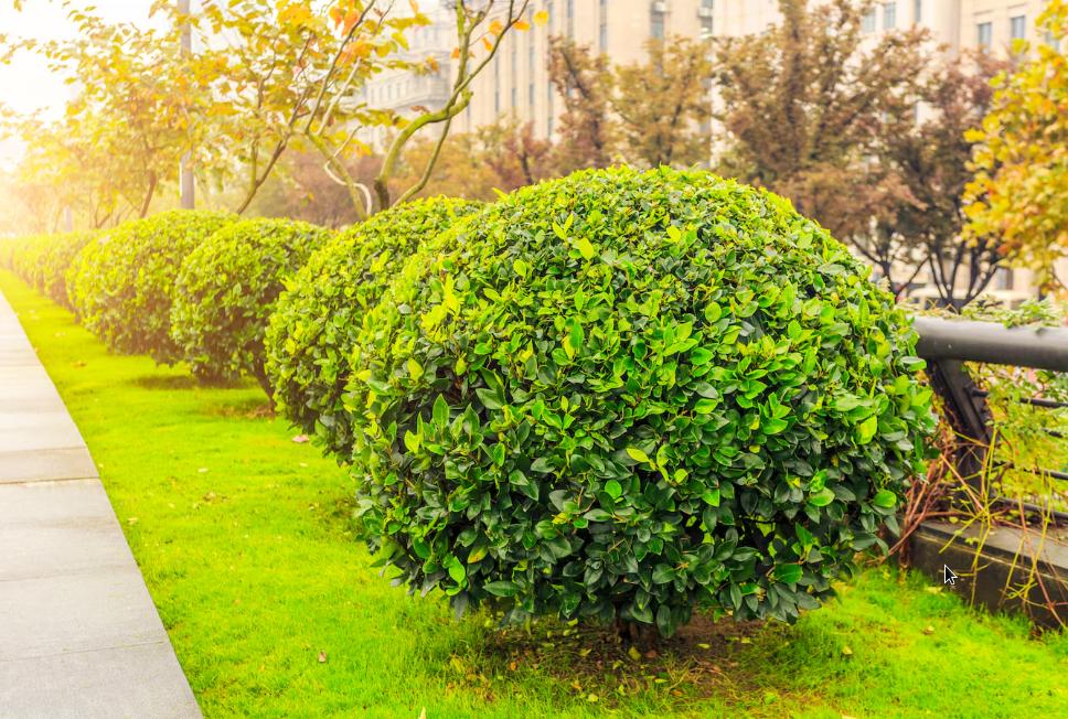 Les techniques de taille pour maintenir la santé et la forme des arbustes