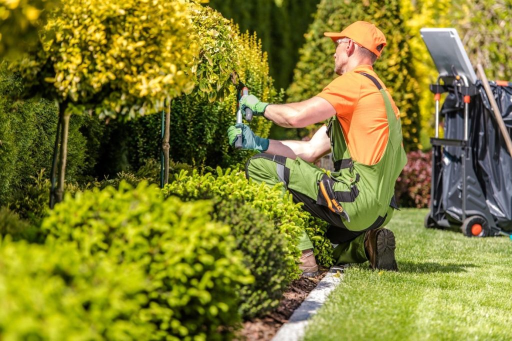 jardinage et entretien des arbres